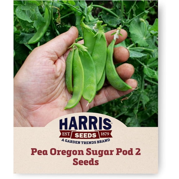 Harris Seeds - Treated Pea Seeds Oregon Sugar Pod 2 Non-GMO Vegetable Home Garden - 100 Seeds