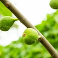 thumbnail image 4 of 3 Gallon Kadota Fig Tree, 4 of 6