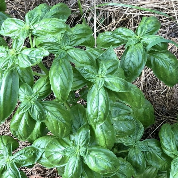 Basil Seeds (Ocimum basilicum) 500 Seeds (1 grams)