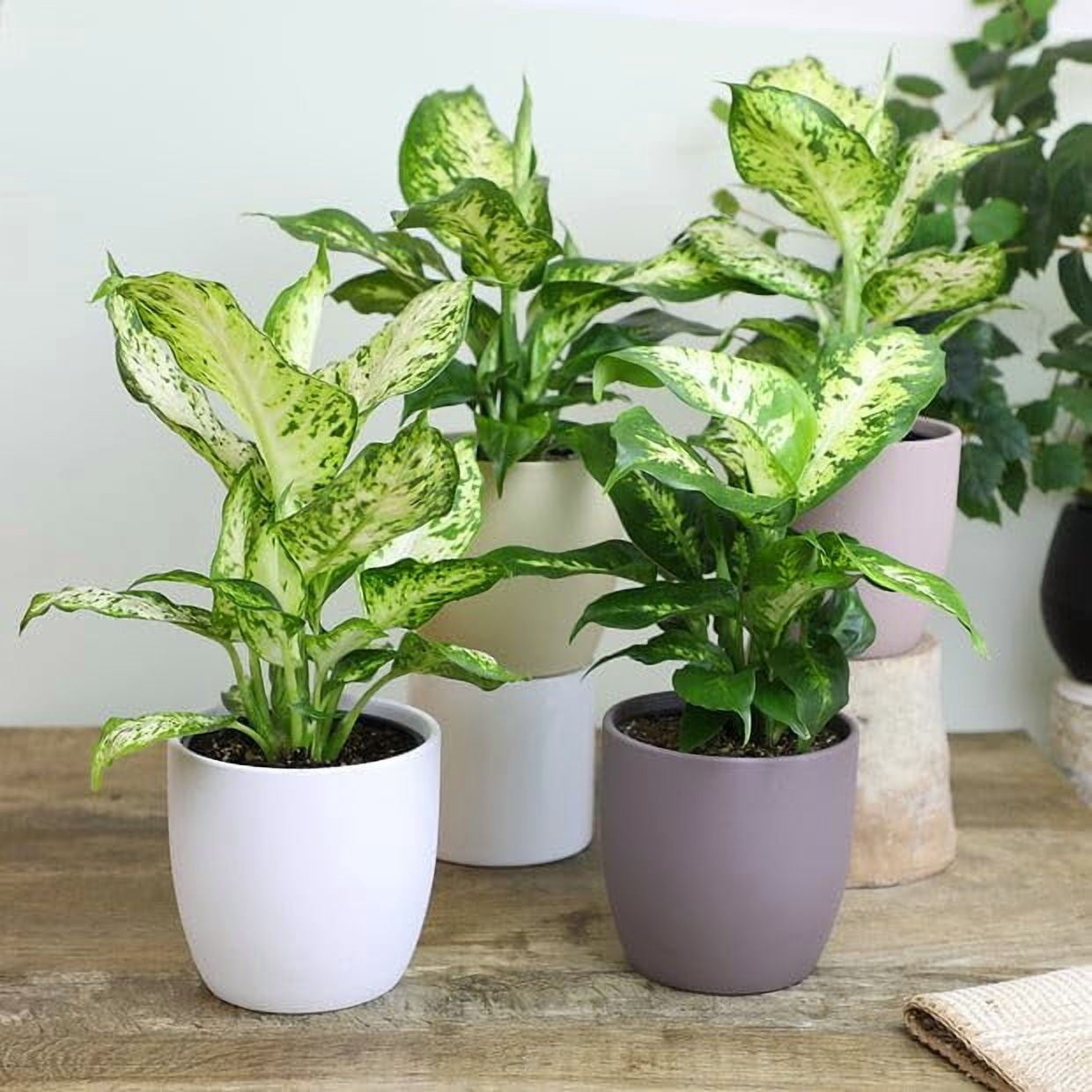 Gardenera Labs Premium DIEFFENBACHIA Potting Soil Mix - Ideal for Growing Robust and Healthy Dieffenbachia - 4 Quart