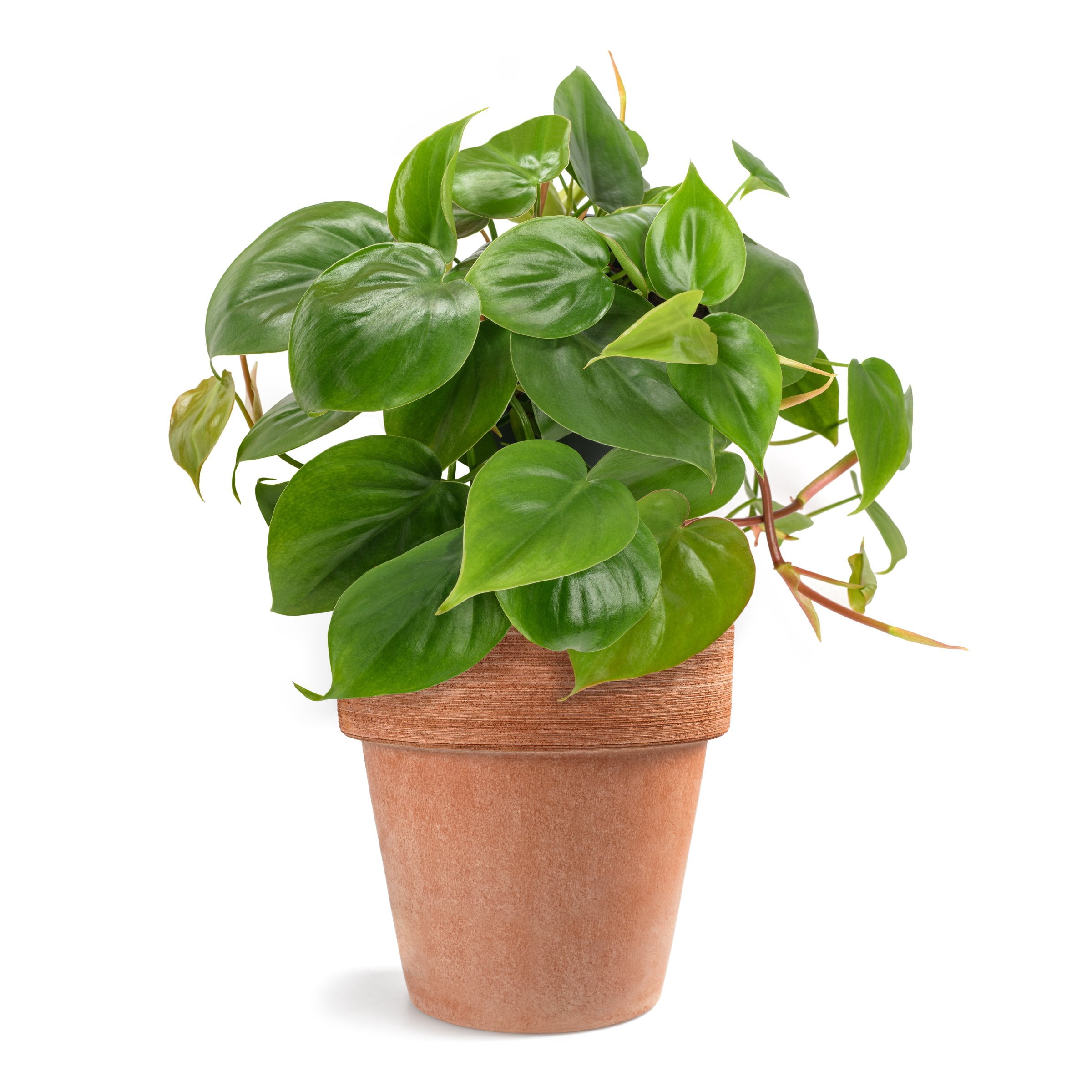 6 in. Philodendron Cordatum Plant in Grower Container