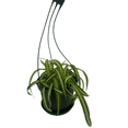 thumbnail image 2 of Bonnie Curly Spider Plant -Cleans the Air - 6" Hanging Basket, 2 of 3