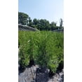 thumbnail image 2 of Columnar Hetzi Juniper, 2 of 3