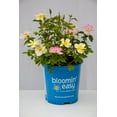 thumbnail image 2 of Bloomin Easy 2 gal Rose Peach Lemonade Live Shrubs, 2 of 9