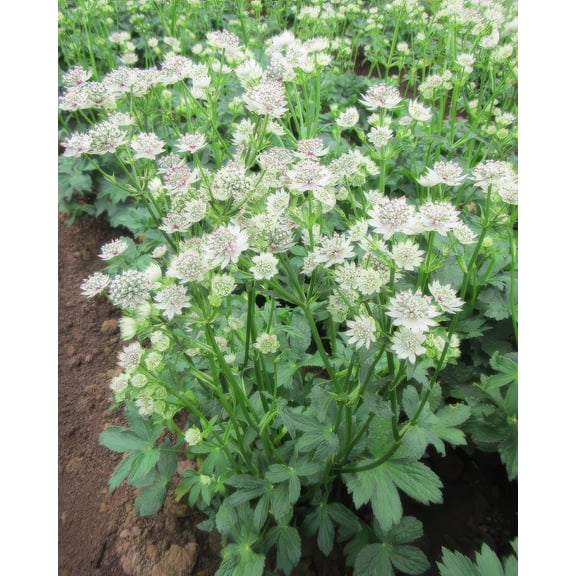 Star of Billions Astrantia - 3 root divisions