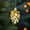 Gold, variant on Beollynier 6pcs 2.36 Inch Christmas Pinecone Ornaments Hanging Decor for Tree Wreath Table Holiday Party Decorations Reusable Plastic Pinecone Decor