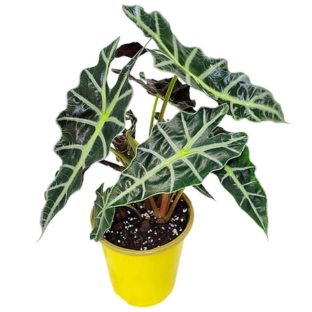 Tropical Plants of Florida – Live Alocasia Polly Plant – African Mask Houseplant, 6" Pot, 14–18" Tall – Exotic Indoor Plant with Arrow-Shaped Leaves for Home or Office Décor