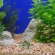 thumbnail image 4 of UPOUART 4Ud Peces Decorativos Artificiales Con Material Resistente Y Para Acuario, 4 of 8