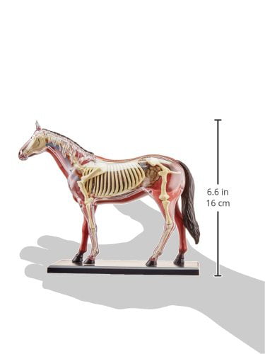 Tedco 4D Vision Horse Model 