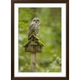 thumbnail image 2 of Art.com Issaquah, Washington State, USA. Barred owl perched on an old birdhouse. Photographic Print by Janet Horton, Brown Frame Wall Art, 32" x 44", 2 of 4