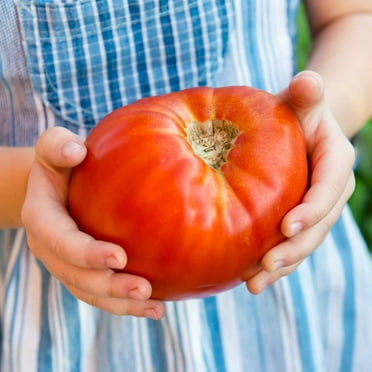 Cucumber Seeds - Patio Snacker - Packet - Vegetable Seeds, Hybrid Seed ...