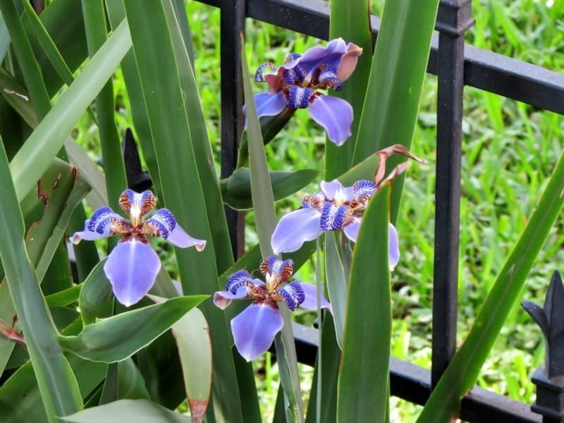 Walking Iris Regina  3 Live Plants  Giant Apostle Plant  Exotic Fragrant Blooming Specimen