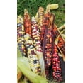 thumbnail image 3 of TomorrowSeeds - Painted Mountain Ornamental Corn (USDA Organic) Seeds - 30+ Count - For 2026 Planting, 3 of 9