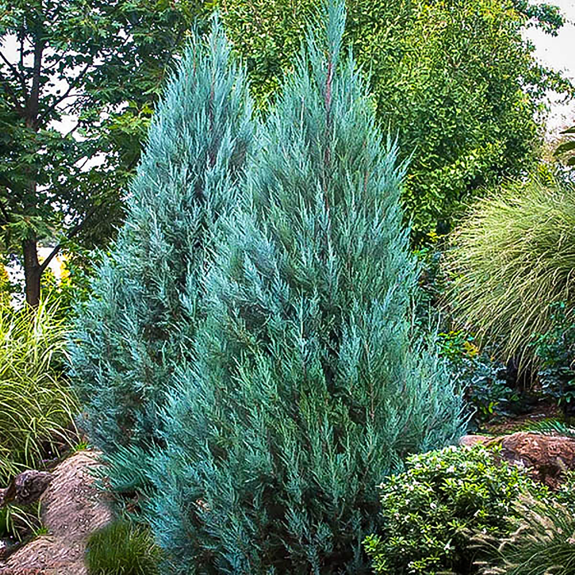 Expert Gardener Blue Point Juniper Live Shrub