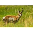 thumbnail image 2 of Jaynes Gallery 18x13 Gold Ornate Wood Framed with Double Matting Museum Art Print Titled - South Dakota-Custer State Park Pronghorn antelope buck, 2 of 4