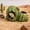 Cactus, variant on Ceramic Reptile Hideout Cave, Brown Terrarium Decor, Safe Hiding Shelter for Leopard Geckos, Small Lizards, Hermit Crabs & Juvenile Snakes (3.94in)