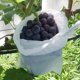 thumbnail image 2 of Red de protección para frutas no tejida, 100 unidades, para uvas, peras y aves., 2 of 7