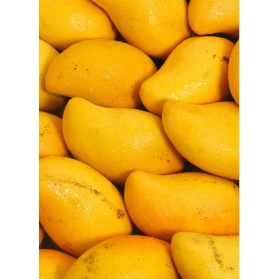 Choc anon Mango TREE GRAFTED (2-4 Feet Tall). Ship to all states