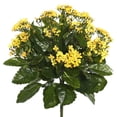 thumbnail image 1 of 15.5 in. Yellow Kalanchoe Bush, 1 of 1