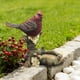 thumbnail image 1 of Yusimy Red Bird Garden Statue Outdoor Decor Ornament for Garden Lawn Tree Branch for Outdoor Decor, 1 of 6