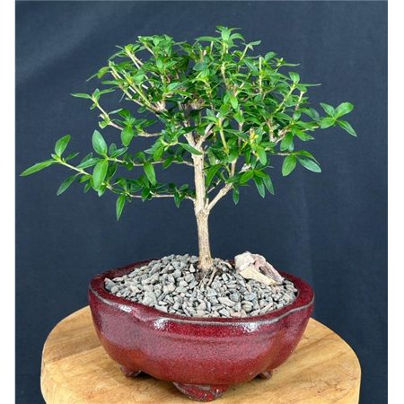 Bonsai Boy of York b2095 7-8 in. Serissa Japonica Chinese Flowering White