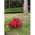 thumbnail image 4 of 4 piezas de flores de geranio rojo artificial Arbusto de geranio falso 38 CM Planta de flor de seda falsa larga para jardinera al aire libre Jardín interior Decoración del hogar JAMW Sencillez, 4 of 5