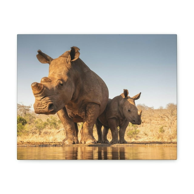 Scène de Rhinocéros Blanc Drôle Couple d'Art Mural Prêt à Accrocher Non Encadré