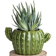 Streamline Imagined Cactus Planter