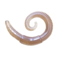 thumbnail image 4 of Lunkerhunt LHPFRW01 River Worm, 2", Dew Worm, 8Pk, 4 of 7