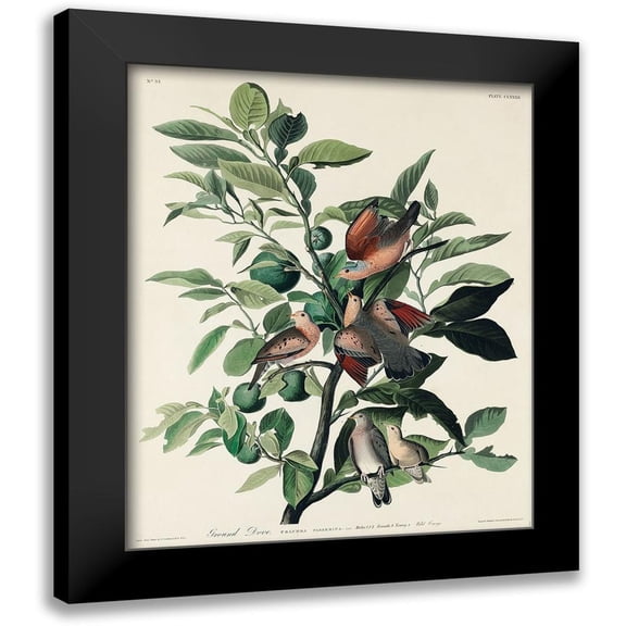 Audubon, John James 12x14 Black Modern Framed Museum Art Print Titled - Ground Dove