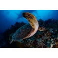 thumbnail image 2 of Y Lin, Ryan 18x13 Black Ornate Wood Framed with Double Matting Museum Art Print Titled - Green Sea Turtle, 2 of 4