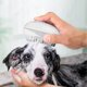 thumbnail image 5 of Cepillo De Baño Para Perros, Cepillo De Ducha Para Perros, Portátil, Cómodo, 4,53 Pulgadas De Largo, Versátil Para Perros Y Gatos, 5 of 7