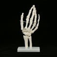 2024 Medical Anatomical Life size Human Hand Joint Study Skeleton Model