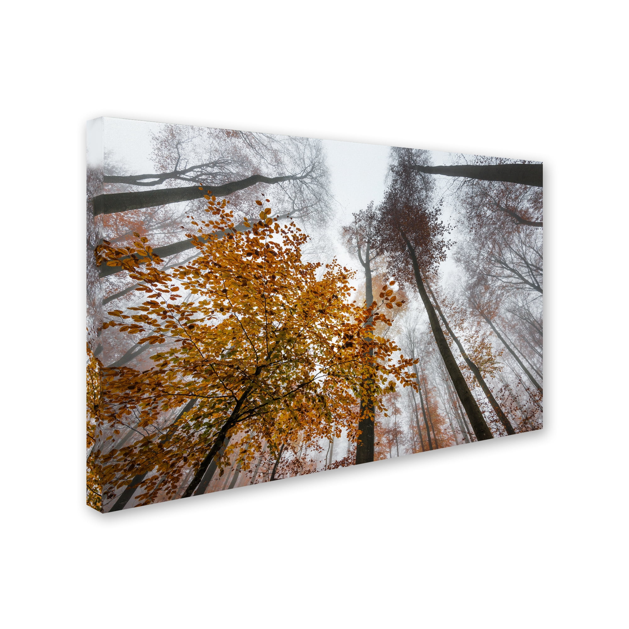Trademark Fine Art "Daydreamer" Canvas Art by Philippe Sainte-Laudy