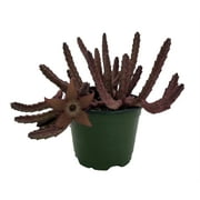 Hot Chocolate Succulent - Stapelia huernia Schinzii var. angolensis - 4" Pot