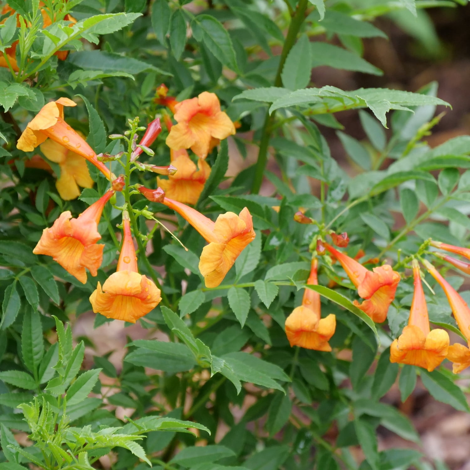 Proven Winners ColorChoice 5" Chicklet Orange Esperanza Live Plant in 4.5" Pot (4 Count)