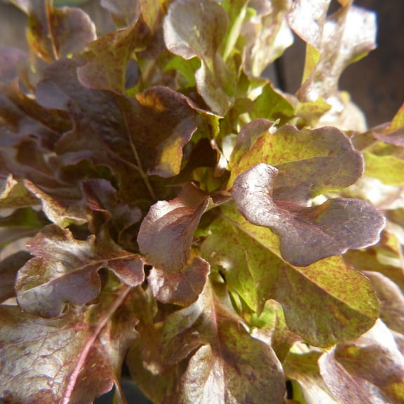 Organic Ashley Lettuce Seed 500 mg ~300 Seeds - Non-GMO, Open Pollinated, Heirloom, Vegetable Gardening Seeds - AKA: Oakleaf Lettuce