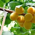 thumbnail image 3 of 8 Pcs Fruit Tree Branch Crutch Plant Branch Support Decorative Branches Bracket, 3 of 9