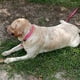 thumbnail image 3 of Collar para perros NIMBLE, impermeable, antiolor, ajustable, reflectante,, 3 of 5