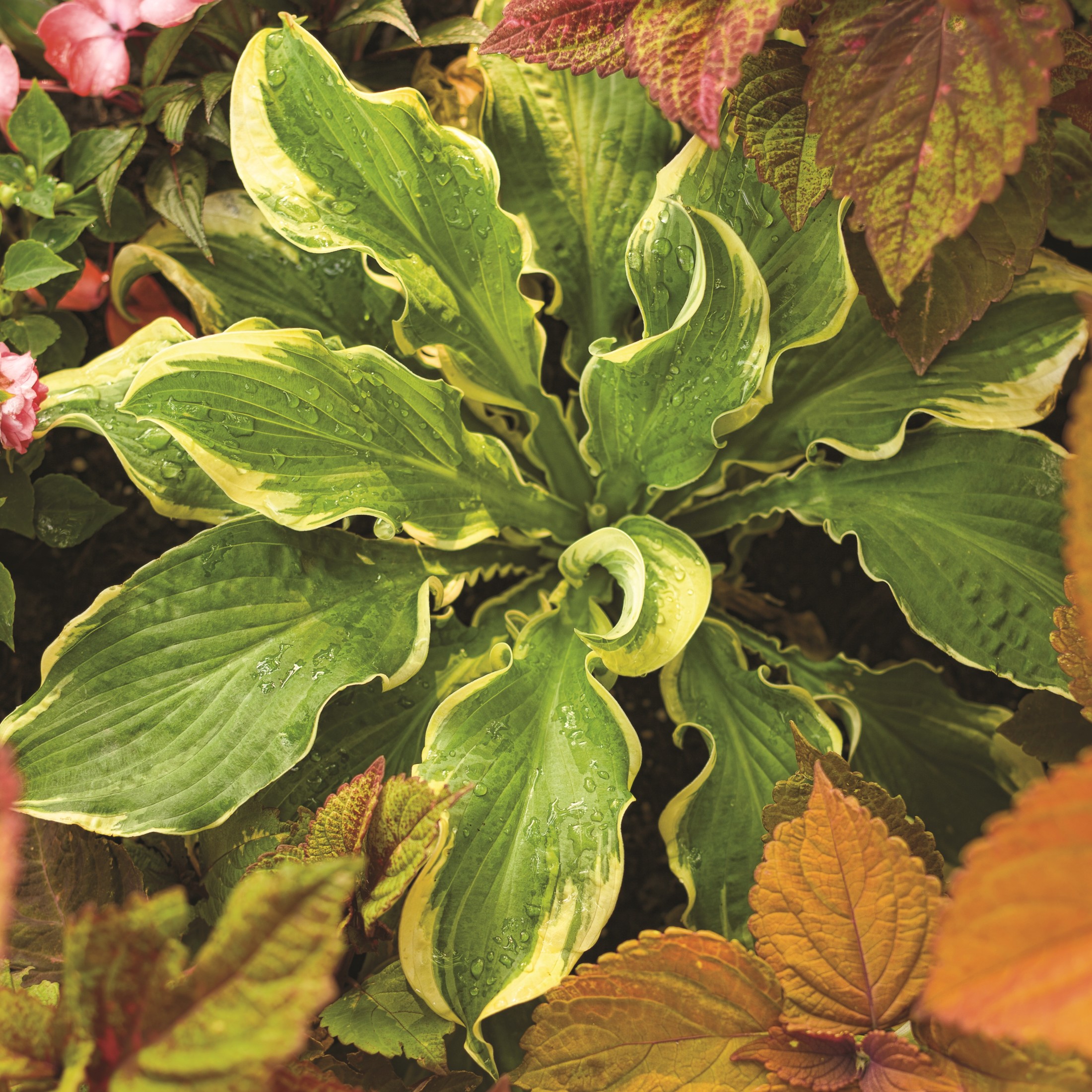 Proven Winners 6" Shadowland 'Seducer' Hosta Live Plant in 6.5" Pot
