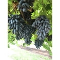 thumbnail image 6 of 5 *Seeds BLACK FINGER GRAPE Vitis Viniferia Fruit Vine Seeds, 6 of 9
