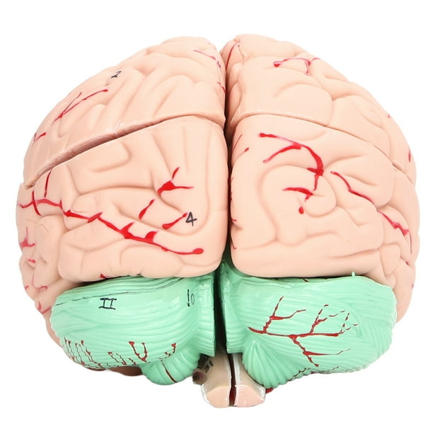 Molde De Cerebro, Modelo De Cerebro Humano Científico De Juguete Dedicado De Cráneo Para Niños Para Neurociencia