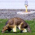 thumbnail image 2 of Bird-X 3-D Coyote Model To Repel Animals, 2 of 3