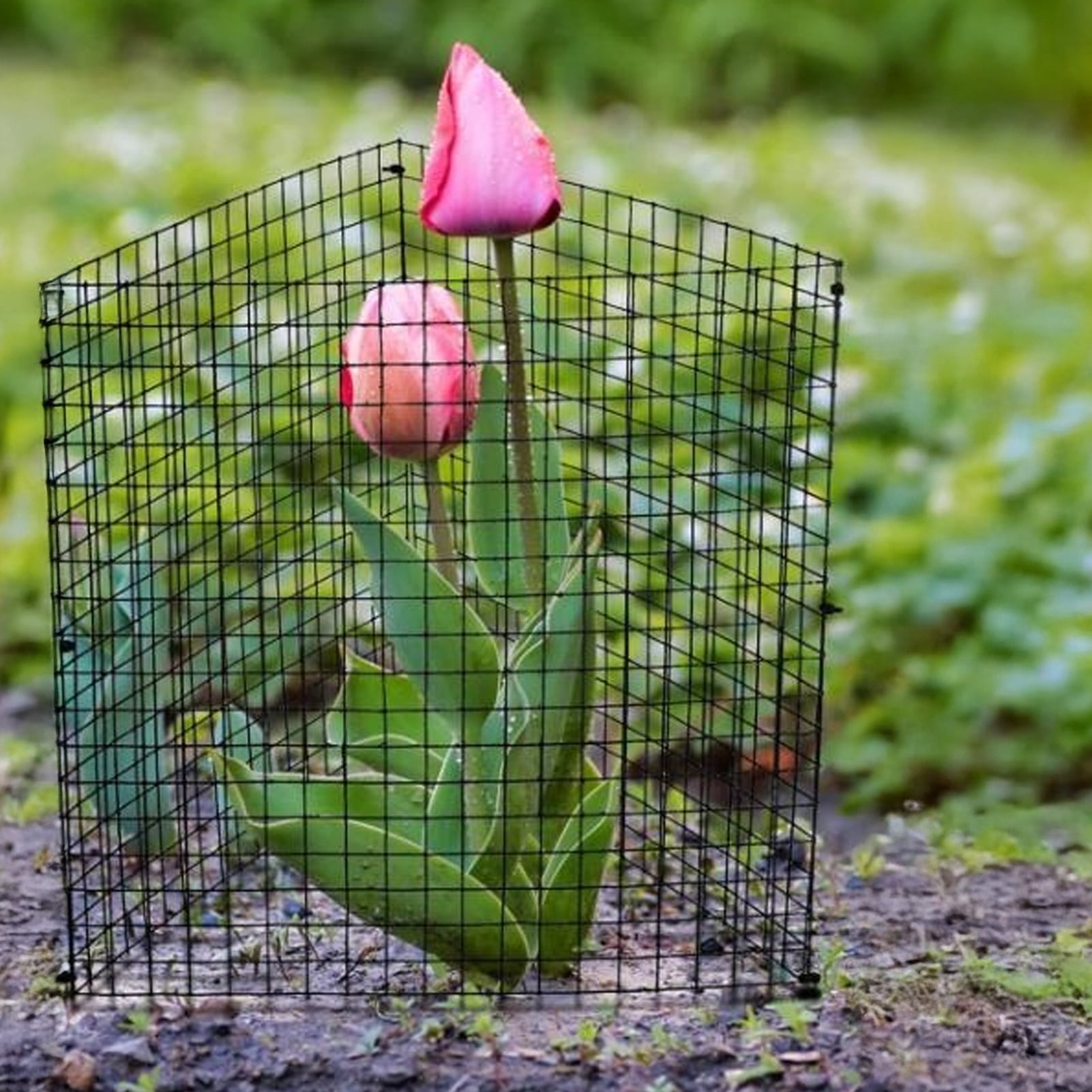 OIUR Wire Plant Protector from Animals Plant Protection Cage Set Tree Trunk Protector with Ground Stakes Ties for Garden Protection Keep Rabbit Fox Out