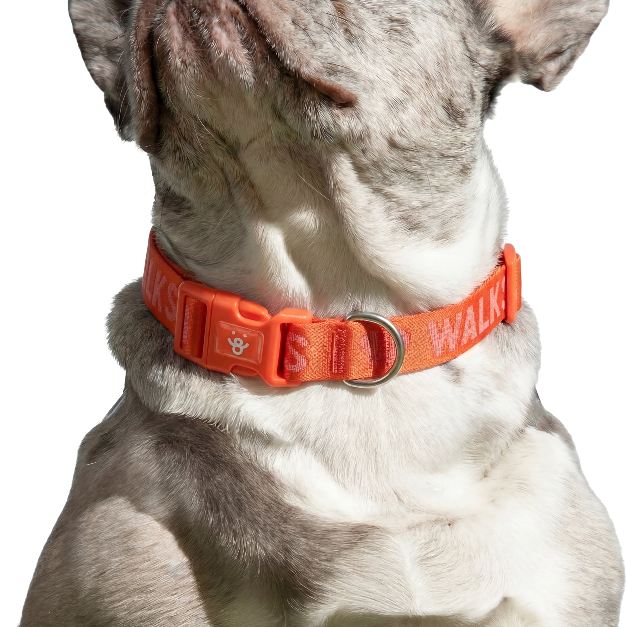 Oodles I Heart Walks Polyester Fashion Dog Collar, Red, Small