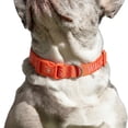 thumbnail image 3 of Oodles I Heart Walks Polyester Fashion Dog Collar, Red, XL, 3 of 9