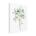 thumbnail image 2 of Grace Popp 'Seaglass Eucalyptus II' Canvas Art, 2 of 3