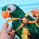 thumbnail image 4 of Cuerda De Tracción Para Mascotas Parrot Leash Arnés ajustable Bird Anti Fly Cuerda de entrenamiento al aire libre (Amarillo, 4 of 4