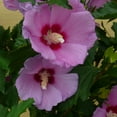 thumbnail image 4 of First Edition 3.25G Althea Tahiti Hibiscus Flowering Live Plants Full Sun Purple, 4 of 6