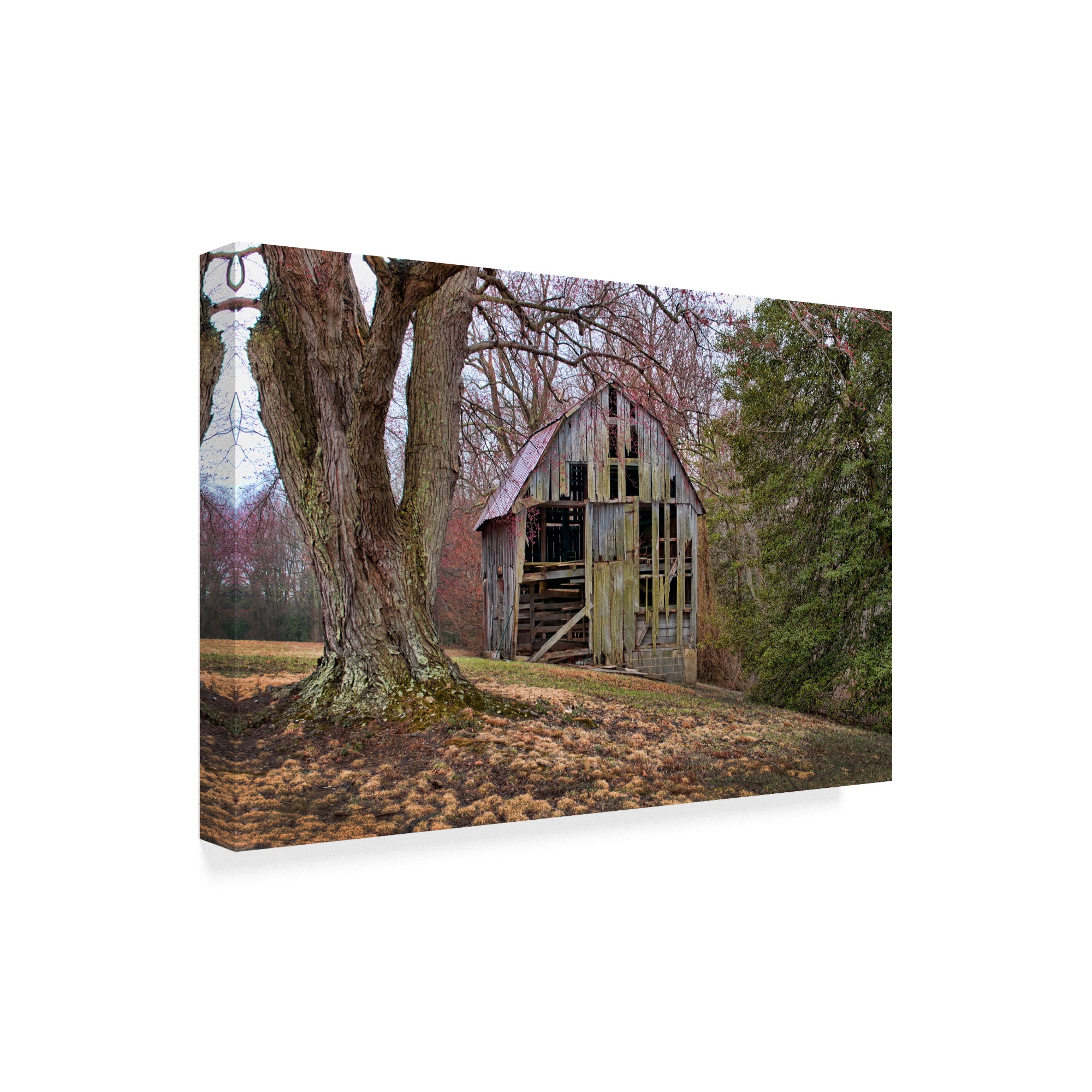 Barn Shell' Canvas Art by Lori Hutchison